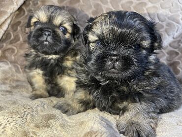 İtlər: Pekines, 1 ay, Erkek, Ünvandan götürmə