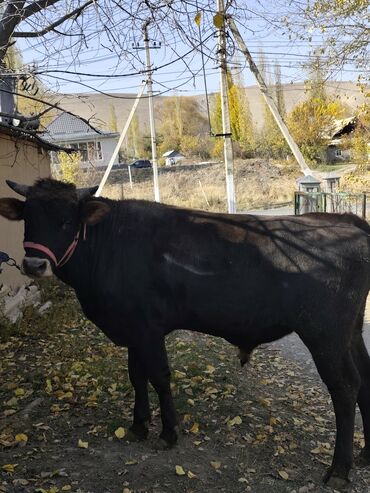 продажа щенков немецкой овчарки с документами в бишкеке: Продаю | Бык (самец) | На откорм, На забой | Племенные