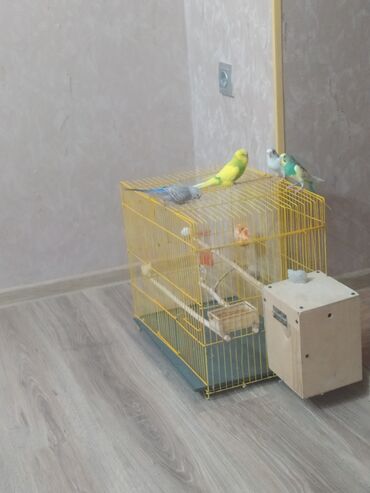 собака бу купить: Sarı rəngli, düzbucaqlı formalı quş qəfəsi təklif olunur. Qəfəs