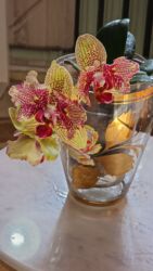 садовые цветы: Орхидеи фаленопсис — комнатные растения с яркими, долгоцветущими