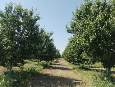 Torpaq sahələrinin satışı: 400 sot, Kənd təsərrüfatı, Mülkiyyətçi, Kupça (Çıxarış)