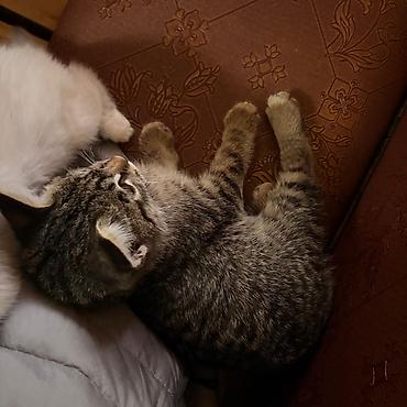 бурманские котята: Кошка даром: Беспородная, 2 месяца, Мальчик, Приучена к лотку — 3
