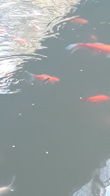 Akvariumlar: Yapon qizil baliqlari, hal hazirda hovoz seraitinde yasayirlar — 8