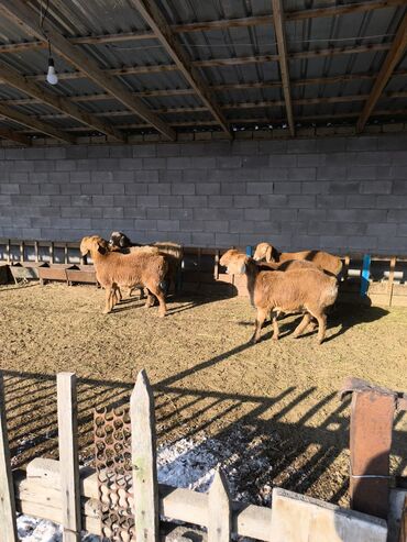 Бараны, овцы: Продаю | Овца (самка), Ягненок | Арашан | Для разведения | Ярка — 12