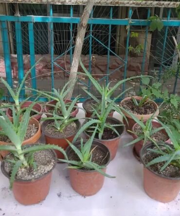 Алоэ: Алоэ и кактусы👈 🌵алоэ от 200 сом за один👈 🌵рассада кактуса "Красный