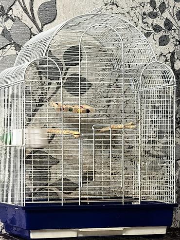 клетка попугаев: Срочно продам клетку для попугаев! — 1