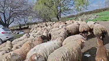 Qoyunlar, qoçlar: Satış: Qoyun sürüsü 0509813022 - Növ: Qoyun (ana qoyunlar üstünlük — 2