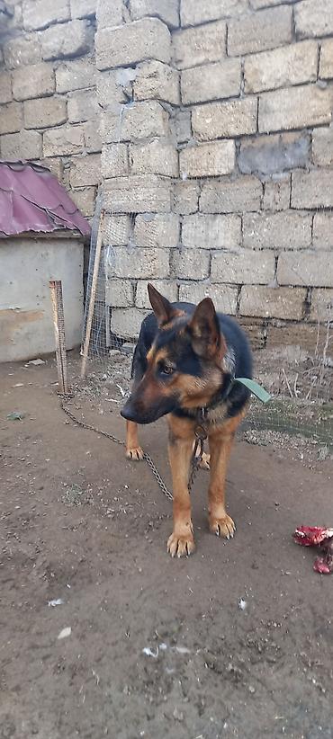 nemes avcarka: Diwi avcarkadi 1yaw 2 aydi .mawtagada yerlewir.isteyen elaqe — 3