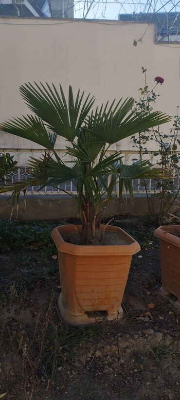 palma ağacı qiyməti: 50 azan