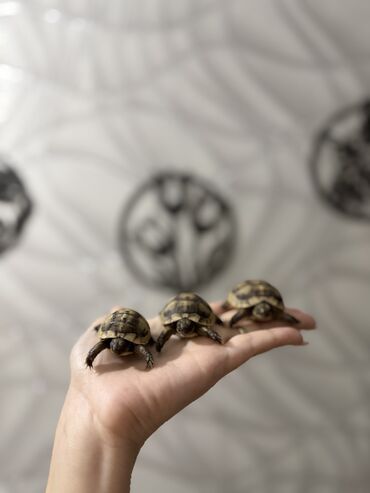 Digər heyvanlar: 🐢 Quru tısbağalar – səssiz, amma sirli dostlar! Min illərdir yaşayan -da lalafo.az — 4 Digər heyvanlar: 🐢 Quru tısbağalar – səssiz, amma sirli dostlar! Min illərdir yaşayan — 4