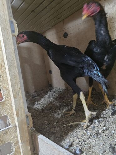 купить породистую собаку: Продаю | Петух | Бойцовая | Для разведения