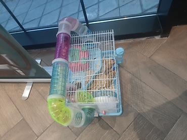 Gəmiricilər: Hamster ailəsi yuva ile birge satilir.umumilikde 5 i kicik olmaqla — 6