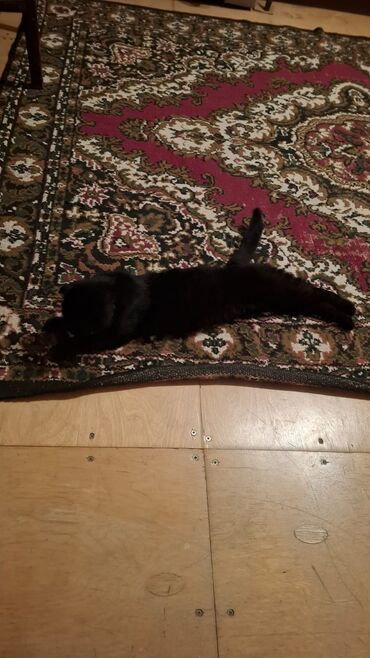 Pişiklər: Siam, Dişi, Yaxşı əllərə — 2