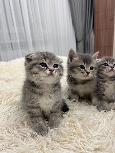 Pişiklər: Balaca pişik balaları - Cins: boz və tünd zolaqlı (tabby naxışlı) — 8