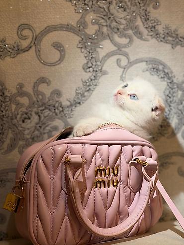 Pişiklər: Şotland — 2