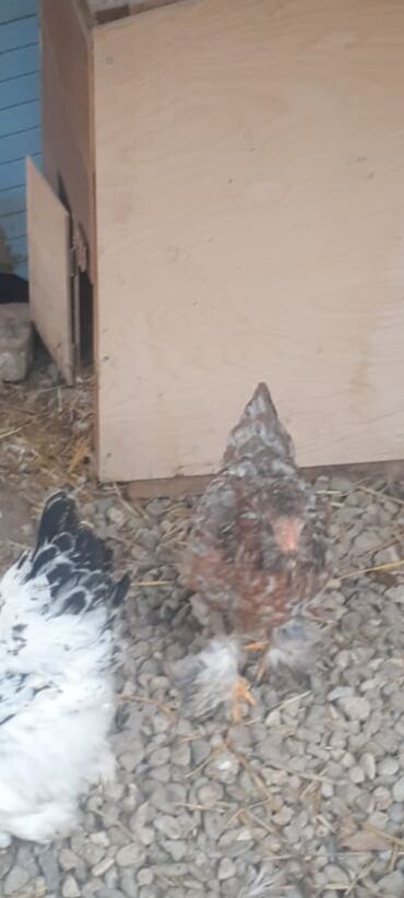 Toyuqlar: Cins toyoqlarin yumurtasi satlir təmiz qandr - Rənglər: ağ-qara — 1