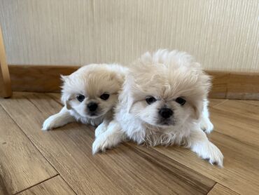 bakida it barinagi: Pekines, 1 ay, Erkek, Sənədli, Ünvandan götürmə