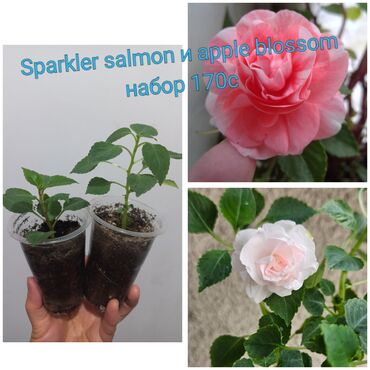 Садовые цветы и кустарники: Черенки цветка — 1