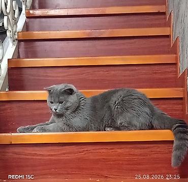 Продажа кошек: Шотландский кот, окрас «blue» (серый). Крупный, мощного телосложения — 3