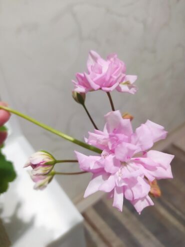 доллар цветы: "Пеларгония Ю-Мадам Де Помпадур" В начале цветения похож на розу, в