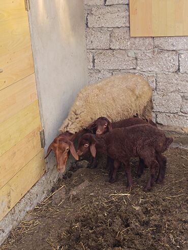 Qoyunlar, qoçlar: Dişi, Qala, il: 2, Ünvandan götürmə — 7