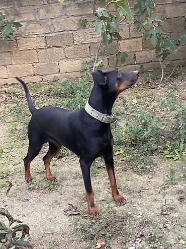baskervillerin iti: Doberman, 11 ay, Dişi, Ünvandan götürmə — 4