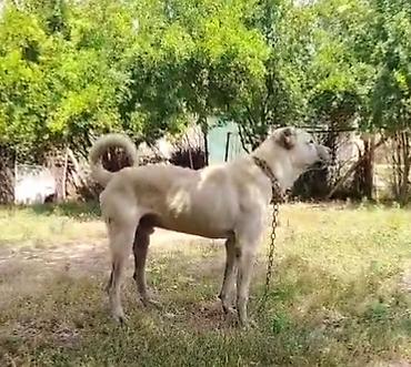 heyvanlar cütləşməsi: Erkek eniy qoyuna gedir qoyun quzuya deymir heyvani qoyub gelmir — 2