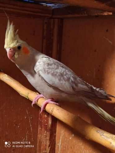 Tutuquşları: Diqqet quslarin altinin ve yerinin temizliyine fikir verin — 3