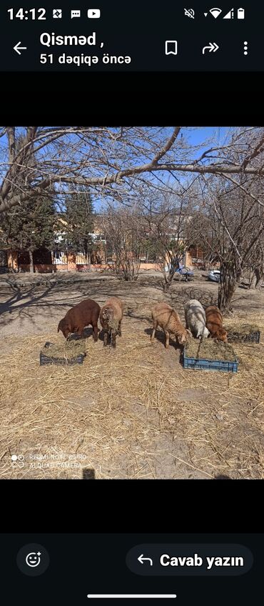 satdıq qoyunlar: Dişi, il: 1