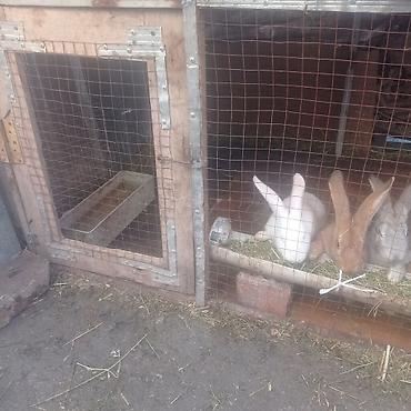 Кролики: Продаю | Крольчата — 4