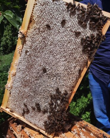 Bal: 100% qarantiya verilir təbii olduğuna! . 100% Təbii Bal zəmanət -da lalafo.az — 19 Bal: 100% qarantiya verilir təbii olduğuna! . 100% Təbii Bal zəmanət — 19