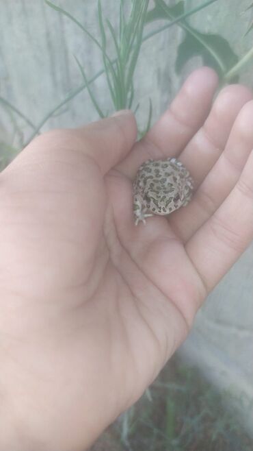 it adları erkek: Tam sağlam qurbağalardır istənilən sayda və istənilən ölçüdə var