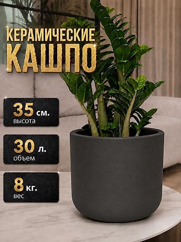 plants: ✨ Стиль Вашего Офиса/Дома/Террасы начинается с Роскошных Деталей ✨ 👉 — 4