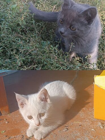 котята донского сфинкса: Котята - Два очаровательных малыша: один полностью серый (дымчатый