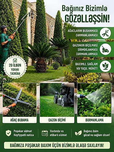 limon ağaçı: AĞACLARIN BUDANMASI 🌳✂️ Ağacların peşəkar budanması və dərmanlanması — 1