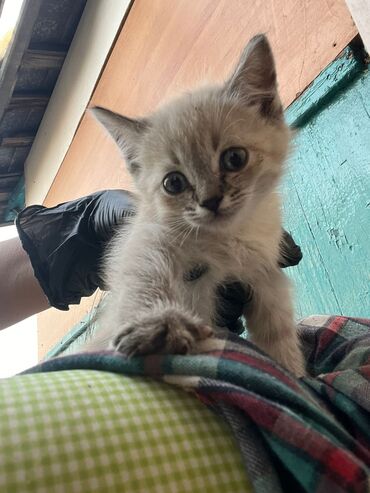 лысые кошки цена: Пристраиваются в добрые руки котята, им 2 месяца, полностью