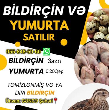 Bildirçin: Salam Bildircin Mehsullari Tam Organik Unvan Gence Catdirilma Gonderis