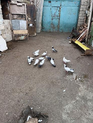 dekorativ quş: Məhsul: Ev göyərçinləri dəsti Təsvir: - Şəkillərdə müxtəlif rəng və — 3