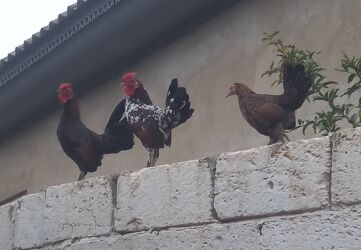 cins inekler: Курица, Для яиц