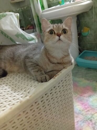 Çəngəllər: Tabbi, Dişi