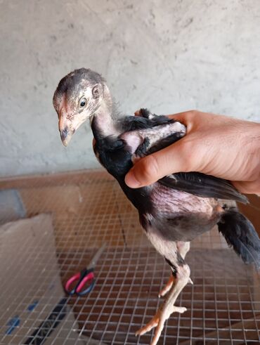 Xoruzlar: Xoruz, Heyratı, il: 1, Ödənişli çatdırılma — 12