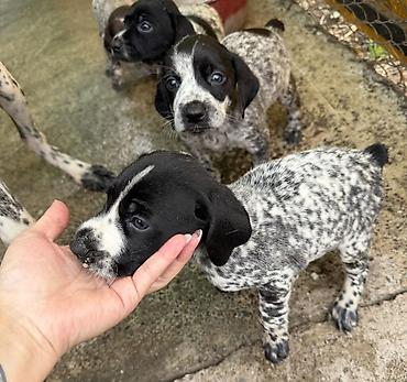 Продажа собак: Курцхаар, 1 месяц, Самец — 2