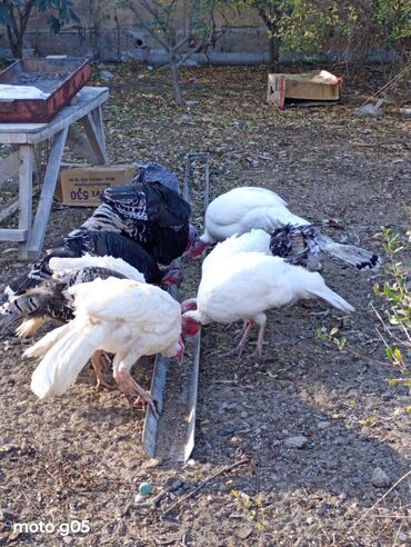 Hinduşka: Erkək, Damazlıq, Ünvandan götürmə — 10