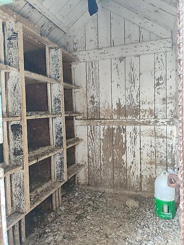 qus dami satilir: Taxta quşxana/kümes Göyərçin yuvası satılır - Material: qalın taxta — 5