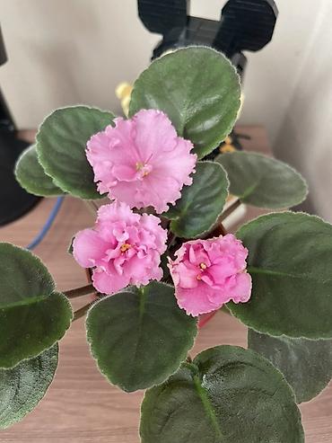 Фиалки и глоксинии: Фиалочки!!! Продам: 1. Укорененные черенки стандартных сортовых — 3