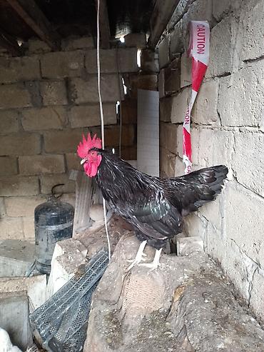 Toyuqlar: Toyuq, Yumurtalıq — 6