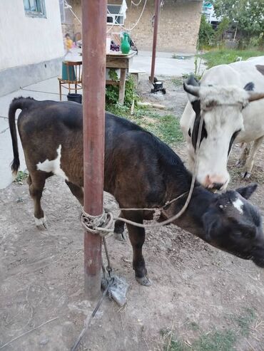 продаю музоо торпок корова самка бык самец айрширская ангус алатауская на забой для разведения на откорм племенные нетель привязанные: Сатам | Уй (ургаачы), Бука (эркек), Музоо | Бордоп семиртүү үчүн, Көбөйтүү үчүн, Сүт алуу үчүн | Музоологондон кийин