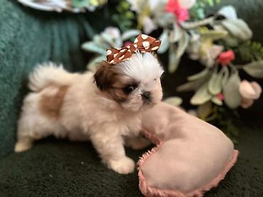 Psi: Prelepi Shih Tzu štenci iz registrovane FCI/KSS odgajivačnice „Moon — 5