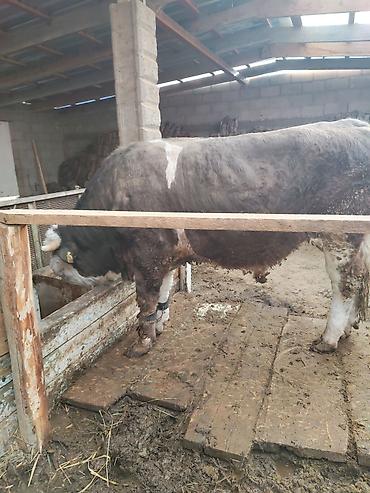 Коровы, быки: Продаю | Бык (самец) | Герефорд | Для разведения | Привязанные — 9