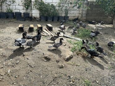 quş yuvasi: Macar və Zümrüd lal ördəyləri 2 aylıqlar 13 azn 3 aylıqlar 15 azn